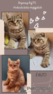 Additional photos: BREEDING BRITISH CATS. Pedigree FPL / FIFE / Koty ready to receive / Warsaw