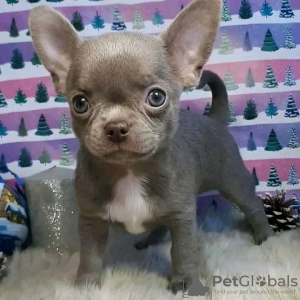 Photo №1. chihuahua - for sale in the city of Флорида Сити | 400$ | Announcement № 127297