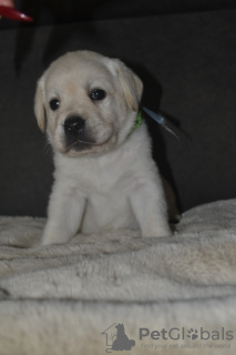 Additional photos: Labrador Retriever