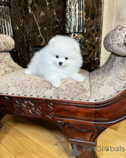 Photo №3. female mini and male toy Pomeranian puppies. Germany