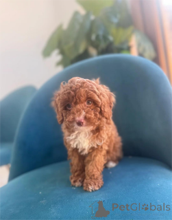 Photo №1. non-pedigree dogs - for sale in the city of Böblingen | 329$ | Announcement № 153379