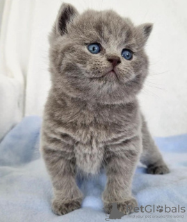 Photo №2 to announcement № 122121 for the sale of british shorthair - buy in United States private announcement