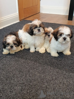 Photo №1. shih tzu - for sale in the city of Virginia Beach | 500$ | Announcement № 63475