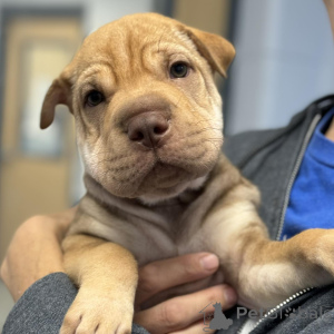 Photo №1. shar pei - for sale in the city of Billund | 465$ | Announcement № 173384