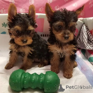 Photo №2 to announcement № 163120 for the sale of  - buy in Spain 