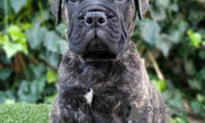 Photo №2 to announcement № 160040 for the sale of bullmastiff - buy in Romania private announcement