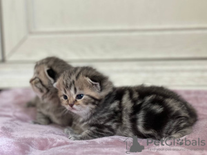Additional photos: Booking is opened, scottish fold & stright kittens