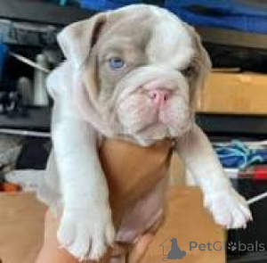 Photo №1. english bulldog - for sale in the city of Manchester | 877$ | Announcement № 165706