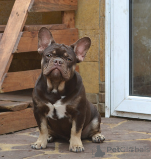 Photo №2 to announcement № 13709 for the sale of french bulldog - buy in Belarus breeder