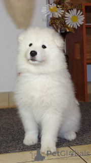 Photo №2 to announcement № 85489 for the sale of samoyed dog - buy in Poland breeder