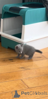 Photo №2 to announcement № 153218 for the sale of russian blue - buy in Germany 