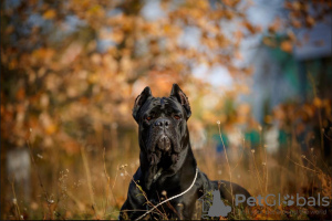 Photo №2 to announcement № 8998 for the sale of cane corso - buy in Russian Federation breeder