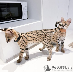 Photo №3. serval kittens. France