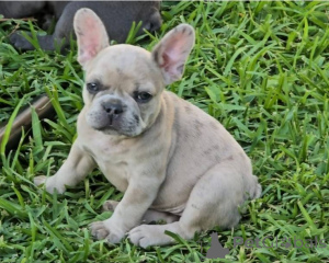 Photo №1. french bulldog - for sale in the city of Nashville | 500$ | Announcement № 142262
