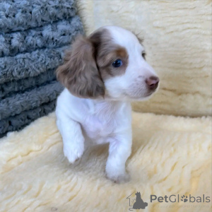 Photo №3. Mini-Dackelwelpen zur Adoption. Germany