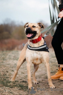 Photo №2 to announcement № 168739 for the sale of non-pedigree dogs - buy in Russian Federation from the shelter