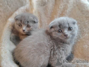 Photo №1. scottish fold - for sale in the city of Антверпен | Is free | Announcement № 120413