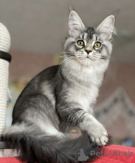 Photo №2 to announcement № 163175 for the sale of maine coon - buy in Germany breeder