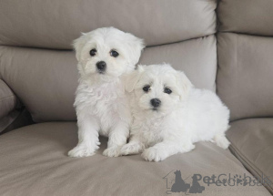 Photo №1. maltese dog - for sale in the city of Porto | negotiated | Announcement № 176885