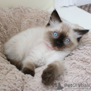 Photo №1. ragdoll - for sale in the city of Canton | 300$ | Announcement № 37129