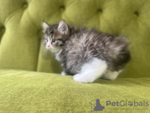 Additional photos: Kurilian Bobtail