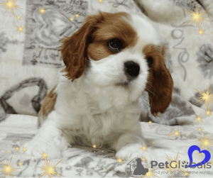 Additional photos: Cavalier King Charles Spaniel promising boy