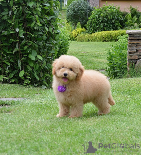 Photo №3. Toy poodle puppies KENNEL. Russian Federation