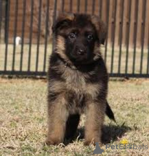 Photo №2 to announcement № 165236 for the sale of german shepherd - buy in Belgium private announcement, breeder