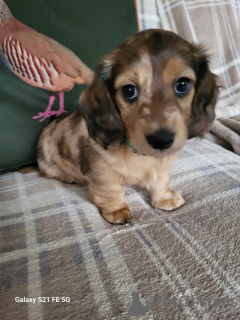 Additional photos: long-haired miniature dachshund