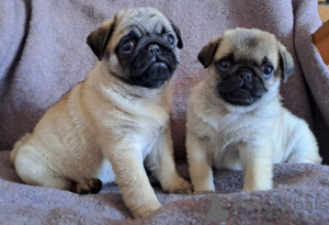 Photo №2 to announcement № 93043 for the sale of pug - buy in Finland private announcement