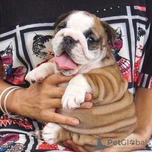 Photo №1. english bulldog - for sale in the city of Košice | Is free | Announcement № 92874