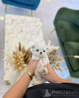 Photo №2 to announcement № 131506 for the sale of maltese dog - buy in United States breeder