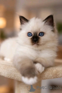 Photo №3. Sacred Burmese kitten available. Finland