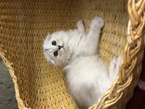 Photo №2 to announcement № 3086 for the sale of scottish fold - buy in Russian Federation from nursery, breeder