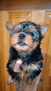 Photo №1. beaver yorkshire terrier, yorkshire terrier - for sale in the city of Tallinn | 671$ | Announcement № 161229