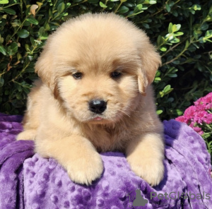 Photo №4. I will sell golden retriever in the city of Leipzig. private announcement, from nursery, from the shelter, breeder - price - 845$