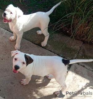 Additional photos: American bulldog