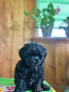 Photo №3. Toy Poodle Puppies ready now for Loving homes. Netherlands