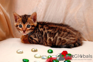 Photo №4. I will sell bengal cat in the city of Krasnodar. from nursery, breeder - price - negotiated