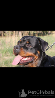 Photo №3. Rottweiler puppies for sale. Russian Federation