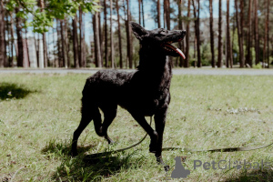 Photo №4. I will sell non-pedigree dogs in the city of Minsk. private announcement - price - Is free