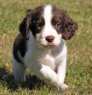 Photo №2 to announcement № 169505 for the sale of english springer spaniel - buy in Finland private announcement, breeder