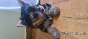 Photo №4. I will sell yorkshire terrier in the city of Афины. private announcement - price - negotiated