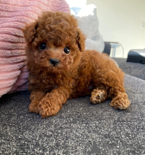 Photo №2 to announcement № 106819 for the sale of poodle (toy) - buy in Germany breeder