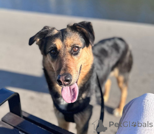 Photo №4. I will sell non-pedigree dogs in the city of Moskova. private announcement - price - Is free