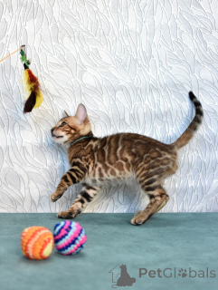 Photo №3. Pedigree kittens from the nursery. Belarus