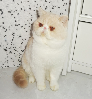 Photo №1. exotic shorthair - for sale in the city of Kaliningrad | Negotiated | Announcement № 5569