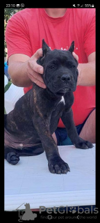 Additional photos: Cane Corso puppies for sale