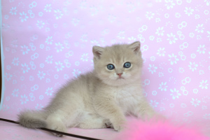 Photo №4. I will sell british shorthair in the city of Bryansk. breeder - price - negotiated