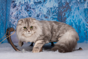 Photo №4. I will sell scottish fold in the city of Санкт-Петербург. from nursery - price - 246$